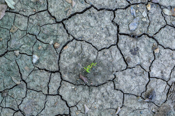Broken soil texture and growth of small green trees
