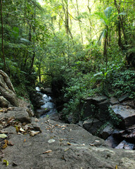 stream in the forest
