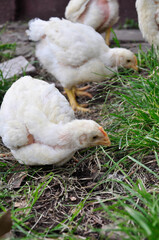white chicken in the farm