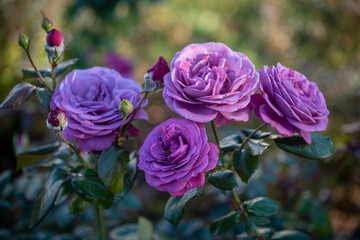 The roses are called Plum Perfect and are in the rose garden by the Smithsonian's Arts and Industries Building, on the National Mall in Washington, DC.