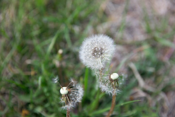 Dandelion closeup growing on grass outdoors