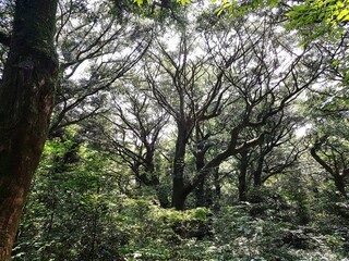 한국의 숲