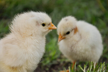 two little chickens