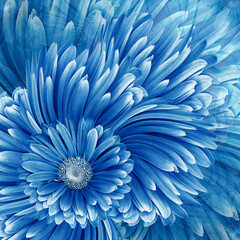 Beautiful floral background. Blue gerbera flowers. Nature.
