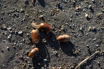 アスファルトに転がったドングリ