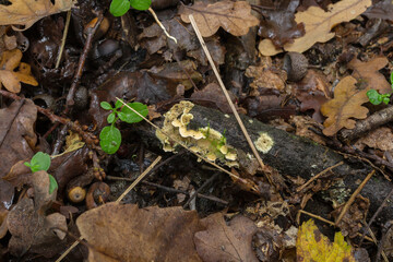 The crowded parchment fungi or Stereum complicatum growing on a decaying branch in wet woodland.
