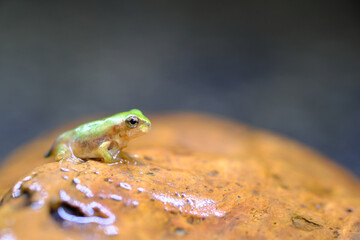 オタマジャクシから陸に上がる尻尾のついたカエルの幼生