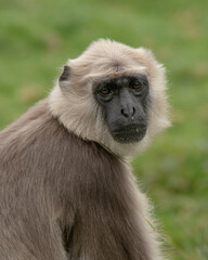 Singe primate Langur gris portrait