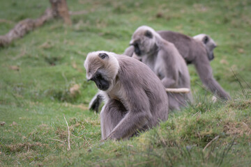 Singe primate Langur gris