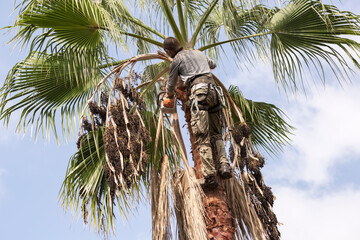 Dangerous job.Man working at the top of a palm tree pruning the leaves helping himself  with a...