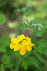 Fototapeta premium Celandine flowers close-up outdoors in the park