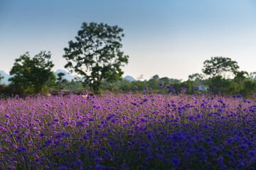 Fototapeta na wymiar Lavender close-up in the lavender garden