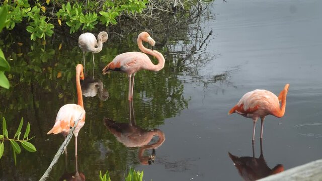 Wild Pink Flamingo Standing In Shallow River Water, Isabela Island, Galapagos
