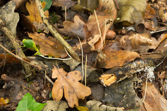 The Clavaria fragilis fungus or white spindles fungi.
