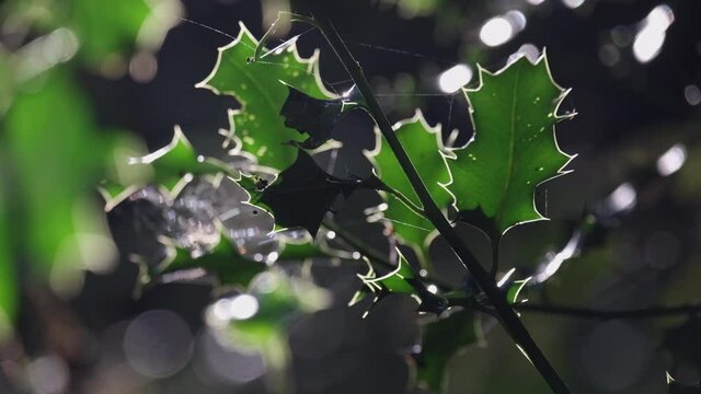 Sunlight illuminates rich green Holly leaves in  woodland in the UK.