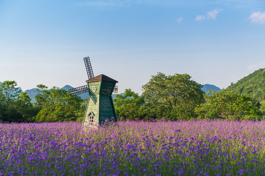 Photographic picture of a windmill in a lavender garden