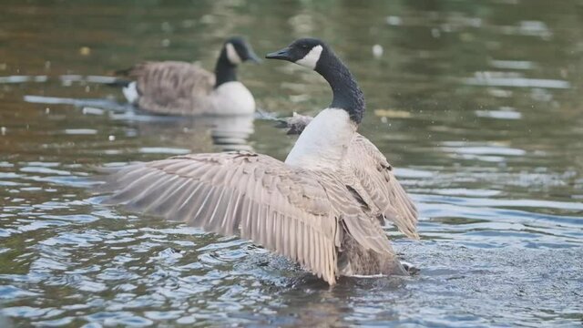 Canada goose flapping wings in a pond slow motion