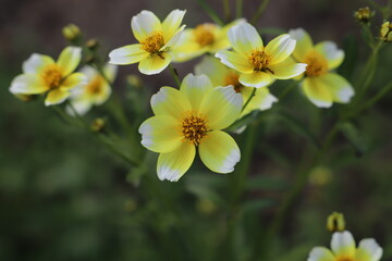 Obraz na płótnie Canvas 秋の公園に咲くウインターコスモスの黄色い花