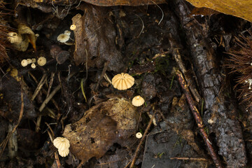 The delicate orange pinwheel mushroom or marasmius siccus growing in rotting leaf litter.
