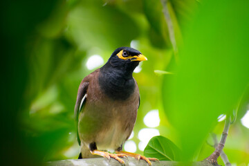 Common Myna| Animal | Wild Life