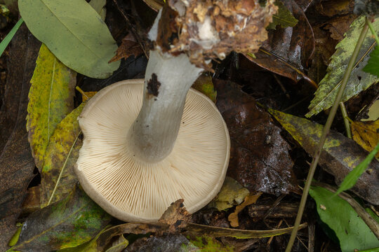 The gills of the young cloud funnel mushroom or the clitocybe nebularis. 
