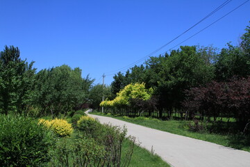 A paved trail in a park