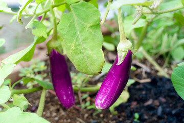 Ripe eggplant purple on tree at farm