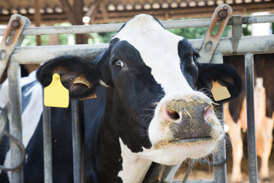 Closeup of head of holstein cow on dairy farm