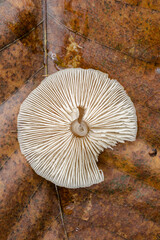 The underside or gills of the Entoloma strictius mushroom. 
