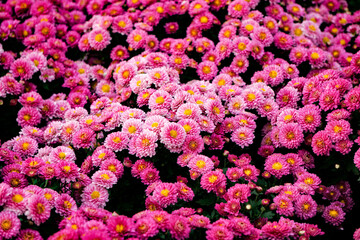 Red chrysanthemum close-up in the garden
