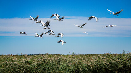 Fototapeta na wymiar Red-crowned cranes flying on the grass