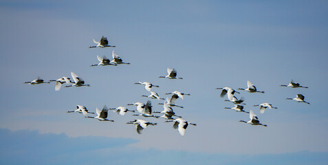 Red-crowned cranes flying on the grass
