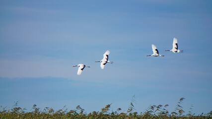 Red-crowned cranes flying on the grass