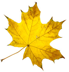 Autumn fallen maple leaf isolated on white background
