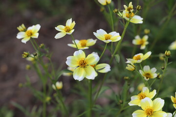 秋の公園に咲くウインターコスモスの黄色と白のグラデーションの花