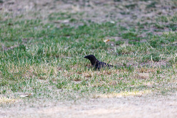 Obraz na płótnie Canvas Crow on grass in park