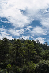 landscape of a forest and a blue sky with clouds