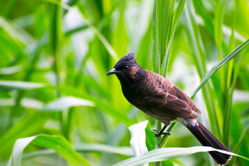 Red Vented Bulbul | animal | wildlife