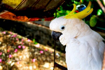 yellow and white parrot