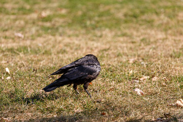 Obraz premium Crow on grass in park