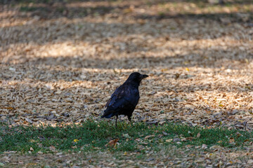 Obraz premium Crow on grass in park