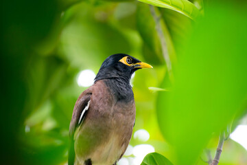 Common Myna| Animal | Wild Life