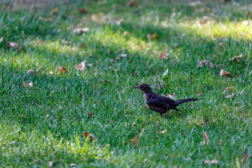 Crow on grass in park