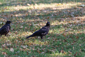 Crow on grass in park
