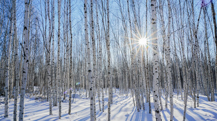 Obraz premium Sunrise in the winter woods