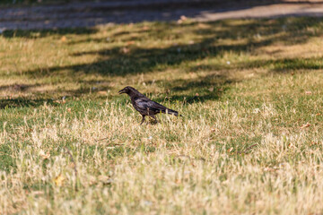 Obraz premium Crow on grass in park
