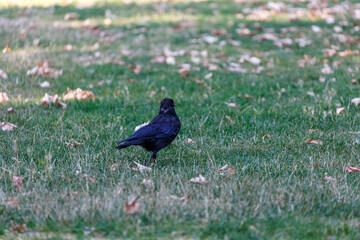 Crow on grass in park