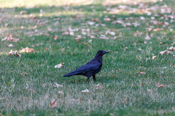 Crow on grass in park
