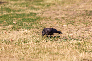 Crow on grass in park