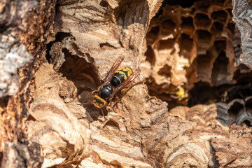 The European hornet, lat. Vespa crabro, is the largest eusocial wasp native to Europe